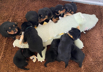 CHIOT 8