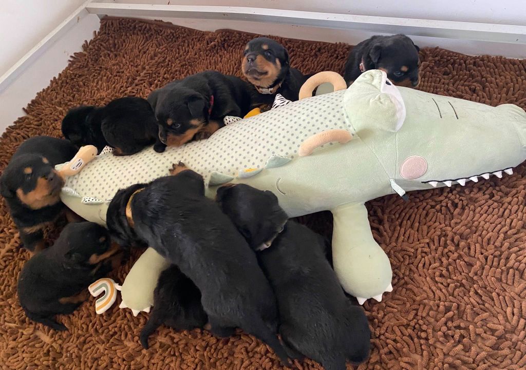Chiot Rottweiler De la tour gelee
